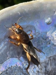 Gryllotalpa africana
