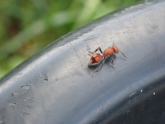 Dasymutilla scaevola