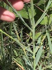 Oenothera glaucifolia
