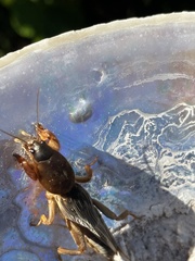 Gryllotalpa africana