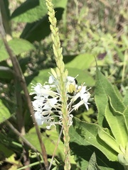 Oenothera glaucifolia