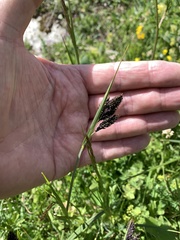 Carex atrata