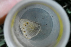 Coenonympha haydenii