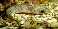 Pseudophycis palmata