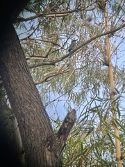 Eumomota superciliosa