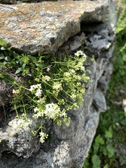 Galium anisophyllon
