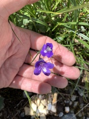 Pinguicula leptoceras