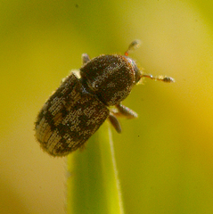 Chaetoptelius mundulus