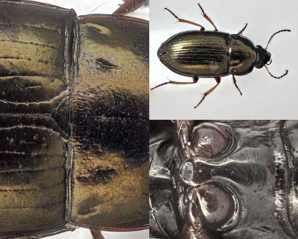 Amara tibialis