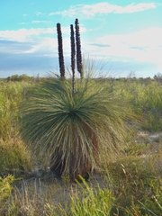 Xanthorrhoea drummondii