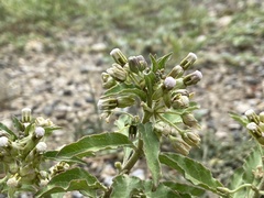 Asclepias emoryi