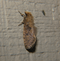 Acrolophus propinqua