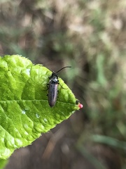 Campylomorphus serricornis