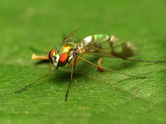 Condylostylus scaber