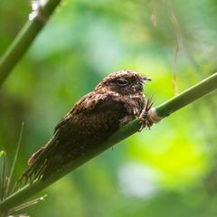 Silky-Tailed Nightjar photo 2