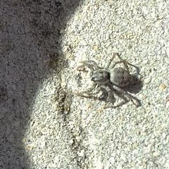 Menemerus semilimbatus