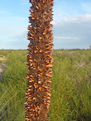 Xanthorrhoea drummondii