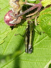 Booneacris glacialis