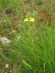 Lysimachia quadriflora