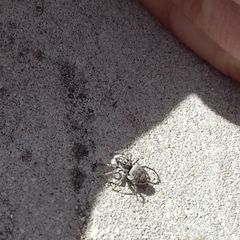 Menemerus semilimbatus