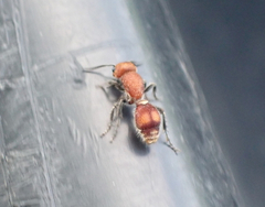 Dasymutilla scaevola