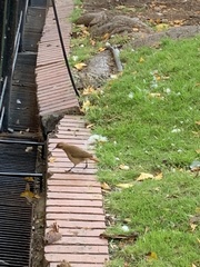 Furnarius rufus