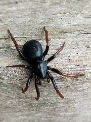 Trachyzelotes pedestris