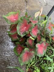 Caladium bicolor