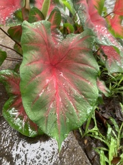 Caladium bicolor