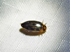 Coptotomus