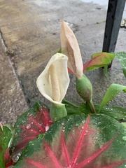 Caladium bicolor
