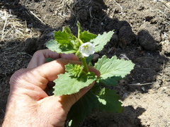 Phacelia viscida albiflora