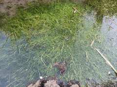 Zannichellia palustris