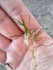 Zannichellia palustris