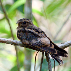 Nyctiprogne leucopyga