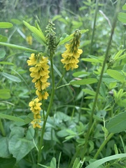 Melilotus officinalis