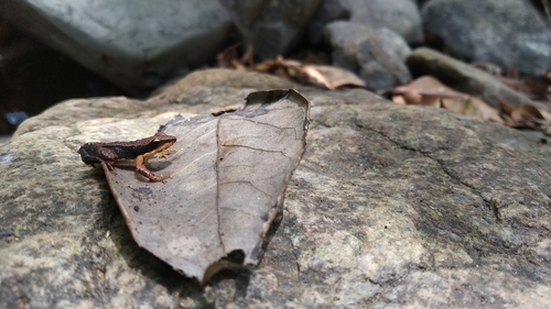 Sairandhri Dancing Frog, Micrixalus sairandhri