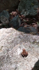 Micrixalus sairandhri