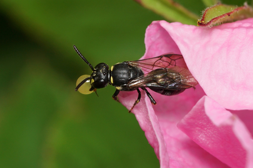 Modest Masked Bee photo 4