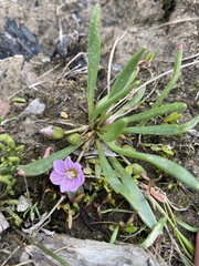 Lewisia pygmaea