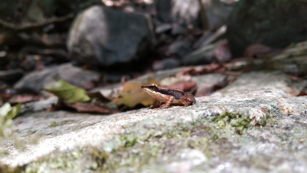 Sairandhri Dancing Frog
