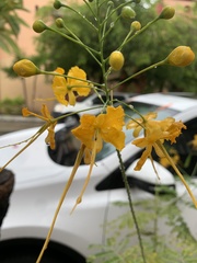 Caesalpinia pulcherrima
