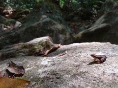 Micrixalus sairandhri