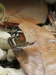 Anthanassa texana seminole