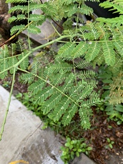 Caesalpinia pulcherrima