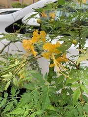 Caesalpinia pulcherrima