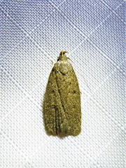 Glyphidocera juniperella