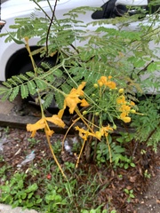 Caesalpinia pulcherrima