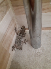 Tarentola mauritanica