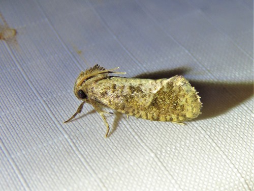 Texas Grass Tubeworm Moth photo 4
